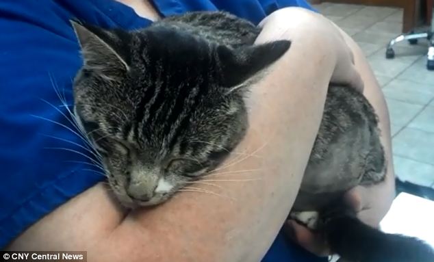 Missing death by a whisker: Police are investigating who shot the cat, who is expected to go home on Thursday