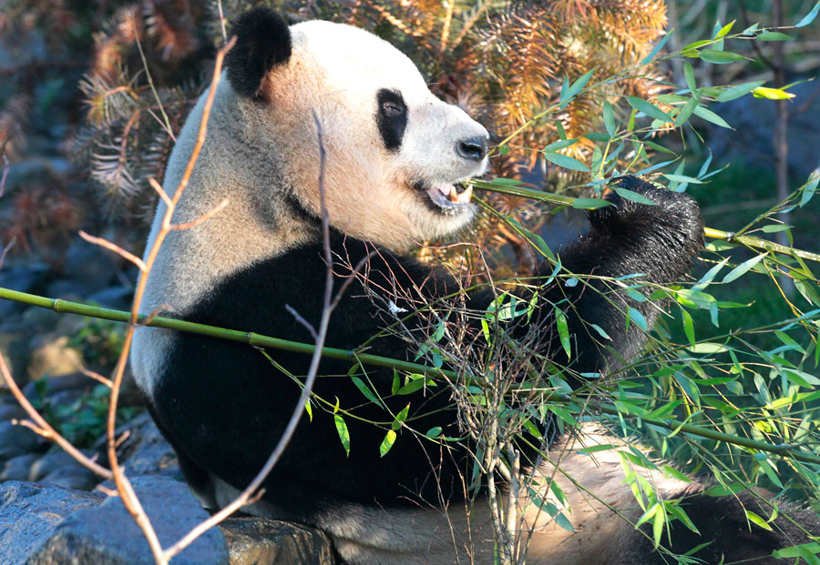 Самец гигантской панды в Эдинбургском зоопарке. © David Moir/Reuters© David Moir/Reuters
