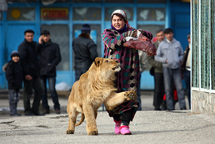 Сотрудница зоопарка в Душанбе с 18-месячным львом Вадиком. © Nozim Kalandarov/Reuters