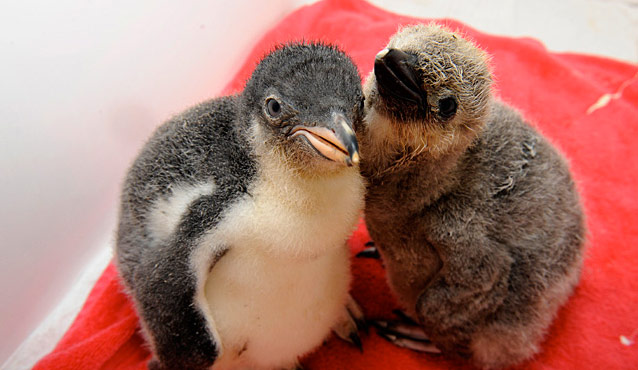 Маленькие пингвины Центрального зоопарка Нью-Йорка. © chicks.centralparkzoo.com