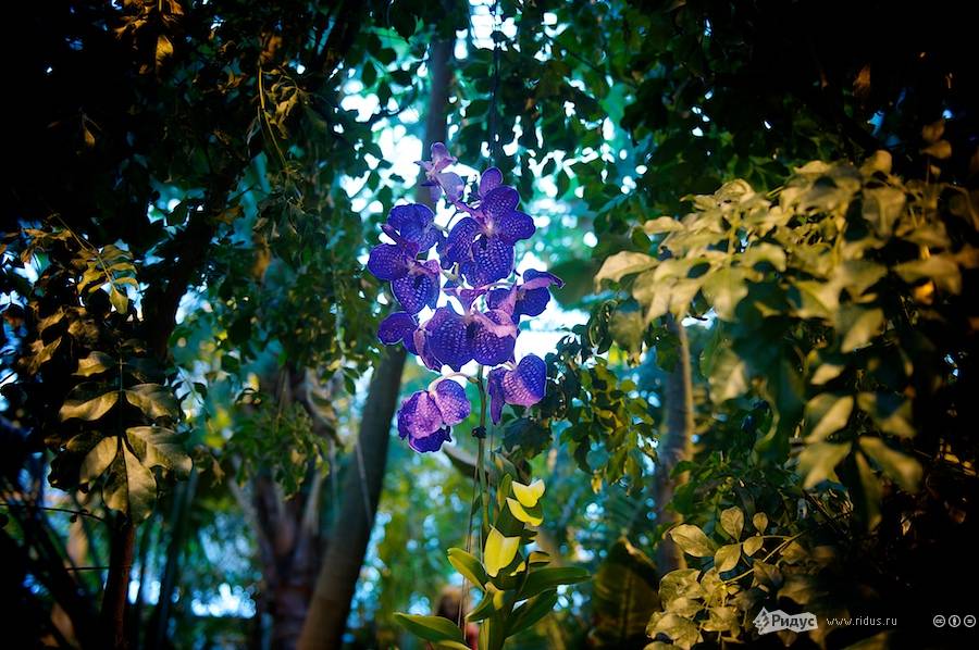 III Зимний фестиваль орхидей. © Антон Белицкий/Ridus.ru