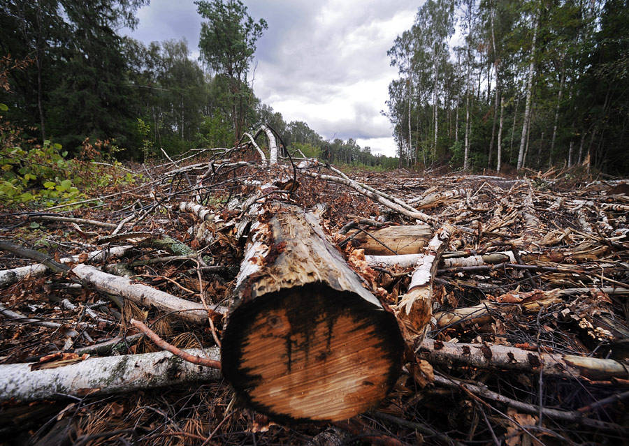 Вырубка деревьев в Химкинском лесу. © Максим Шеметов/ИТАР-ТАСС