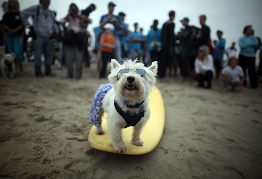 На берегу собак-серферов встречали восторженные фанатки. © Lucy Nicholson/Reuters