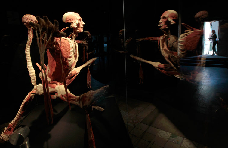 Экспонат римской выставки Body Worlds. Фоторепортаж © Alessandro Bianchi/Reuters