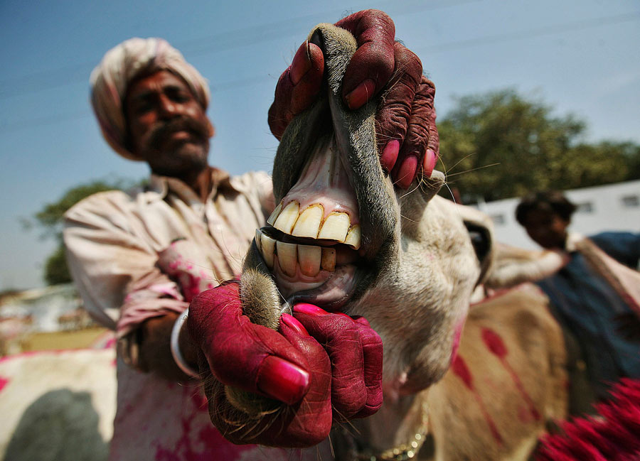 Индийский торговец демонстрирует зубы своего осла. © Amit Dave/REUTERS