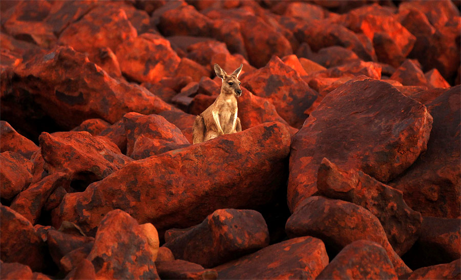 Кенгуру на валунах железной руды недалеко от порта Дампир на западе Австралии. © Daniel Munoz/Reuters