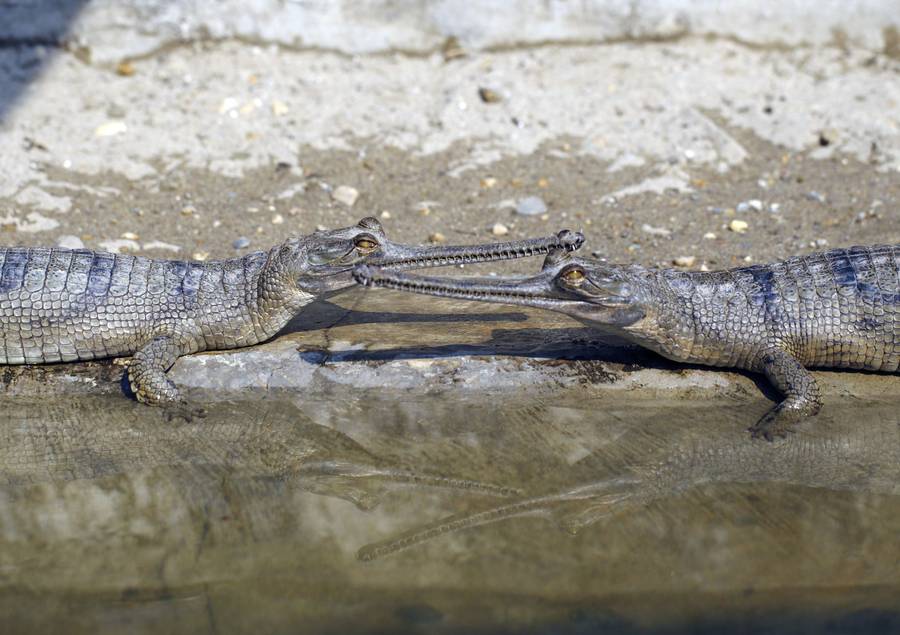 Разведение крокодилов в Chitwan National Park в южном Непале. © Navesh Chitrakar/Reuters