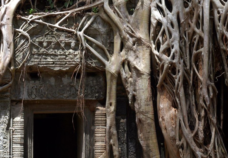 The tree roots have almost entirely smothered the ruins of Ta Phrom, the famous Khmer Temple at Angkor Wat