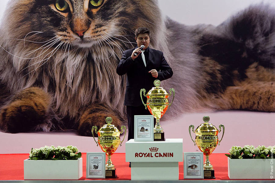 18. Кубки победителям. © Павел Чусовитин. chusovitin.livejournal.com  
