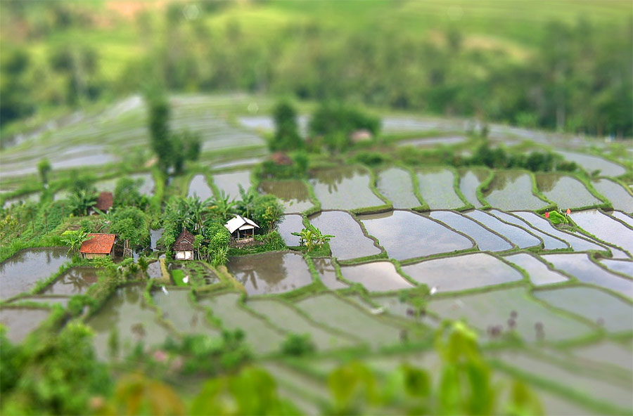 Рисовые поля. © marco/Flickr (CC BY 2.0)