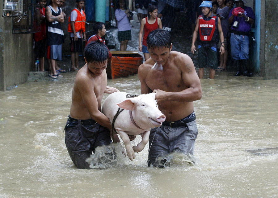 Филиппинцы спасают свинью от наводнения, вызванного тайфуном. © Romeo Ranoco/Reuters