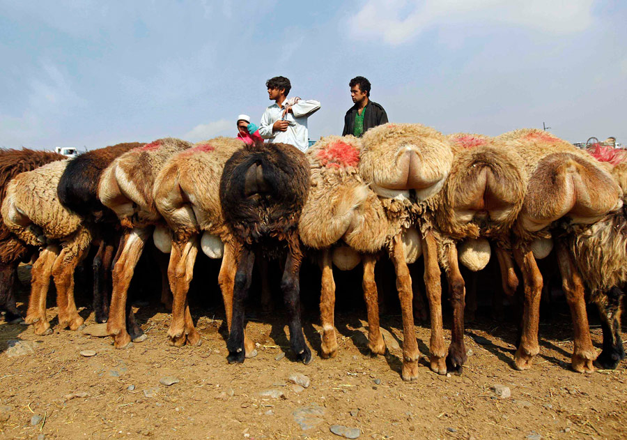 Афганец со стадом баранов на рынке в Кабуле. © Omar Sobhani/Reuters