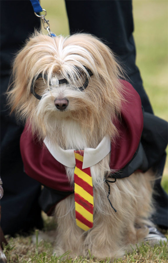 Собака в костюме Гарри Поттера на празднике в Боготе. © John Vizcaino/Reuters