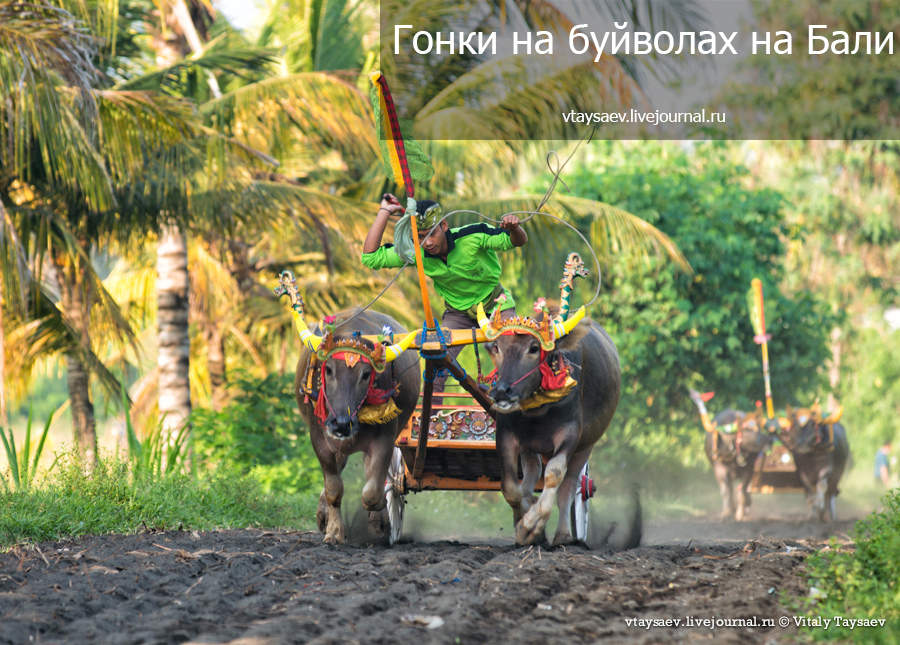 Bull racing in Bali, © Vitaly Taysaev for Ridus.ru