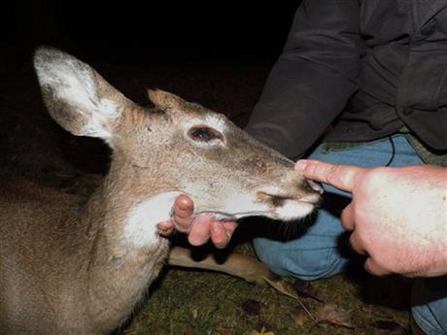 Wildlife officials successfully remove arrow from young deer's head