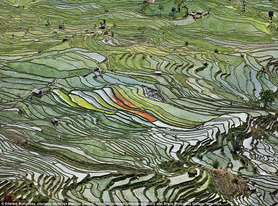 Painterly quality: Rice Terraces #2, in the Western Yunnan Province, China, 2012