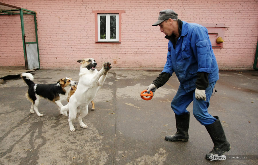 Приют для животных в Кусково. Фоторепортаж © Антон Тушин/Ridus.ru
