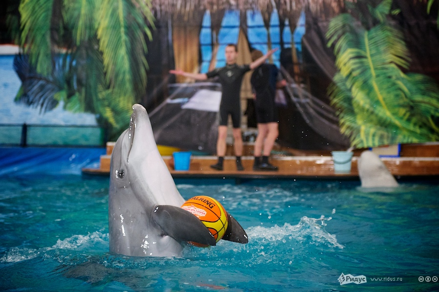 Открытие дельфинария в павильоне №8 на ВВЦ. © Антон Белицкий/Ridus.ru