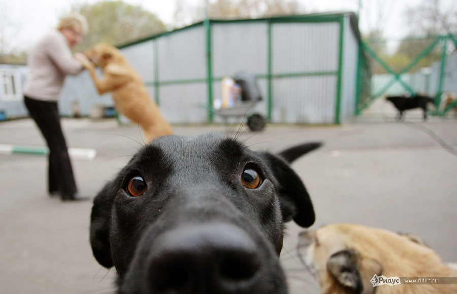 Приют для животных в Кусково. Фоторепортаж © Антон Тушин/Ridus.ru