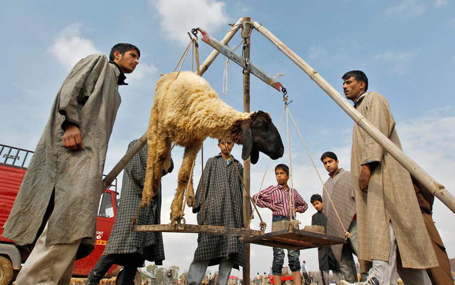 Мужчины взвешивают барана на рынке в Кашмире накануне празднования Ид аль-Адха. © Danish Ismail/Reuters