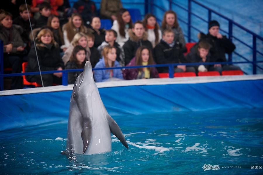 Открытие дельфинария в павильоне №8 на ВВЦ. © Антон Белицкий/Ridus.ru