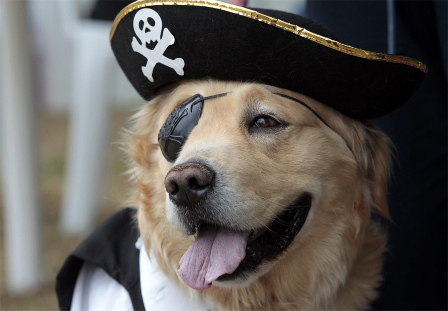 Собака в костюме пирата на празднике в Боготе. © John Vizcaino/Reuters