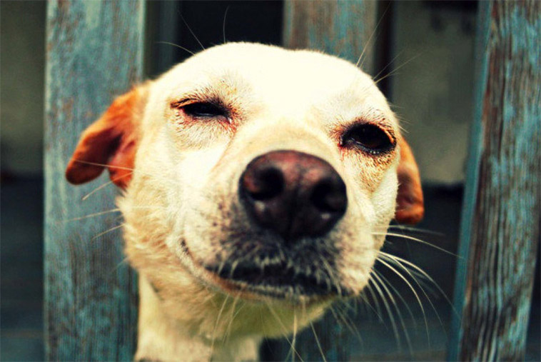 Бездомная собака. © shihwa/Flickr (CC BY 2.0)