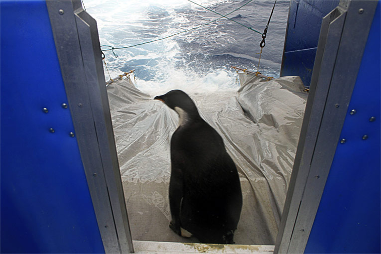 Пингвина по прозвищу Happy Feet отпустили в Тихий океан. © Reuters