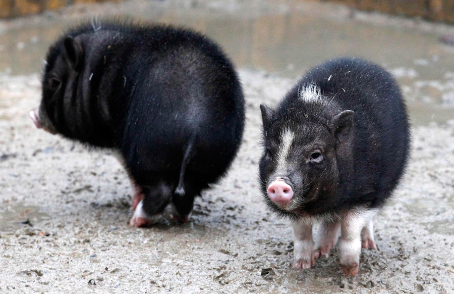 Пузатые свинюшки Вилли и Эрна (слева направо), рожденные 26 ноября 2011 года в берлинском зоопарке Тиерпарк. © Tobias Schwarz/Reuters