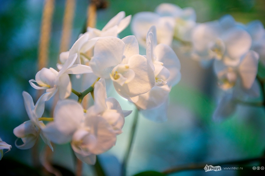 III Зимний фестиваль орхидей. © Антон Белицкий/Ridus.ru