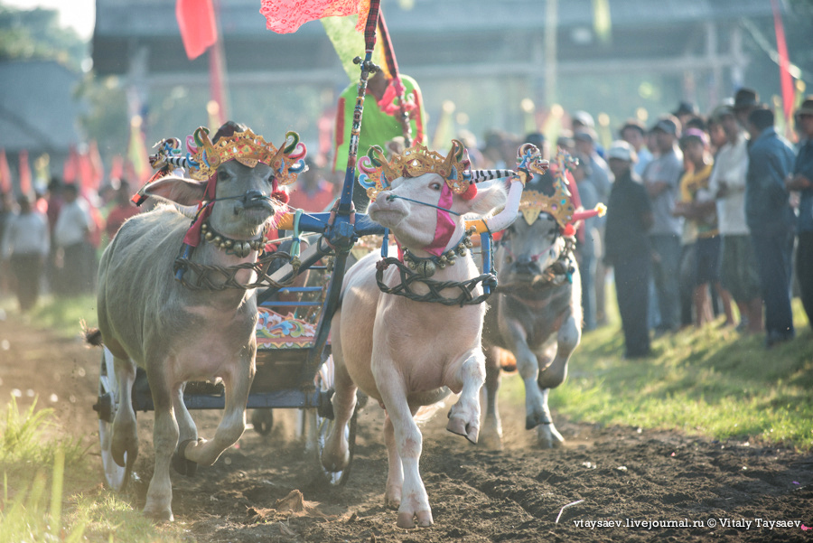 Bull racing in Bali, © Vitaly Taysaev for Ridus.ru