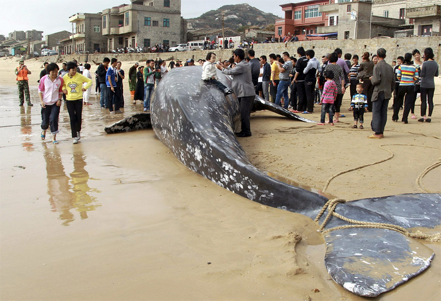 Мертвый серый кит, найденный китайскими рыбаками в море, в поселке Байкин провинции Фуцзянь. © China Daily/Reuters