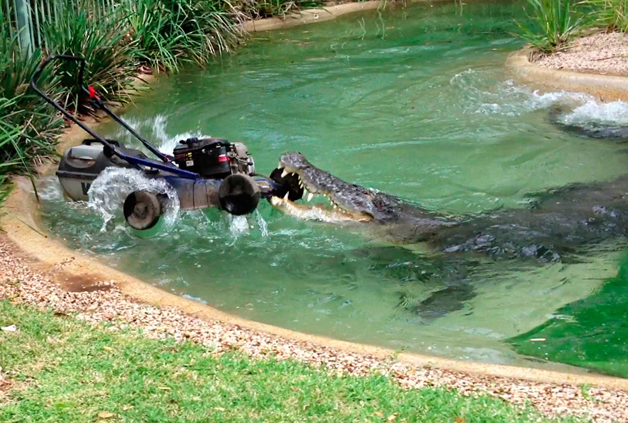 Крокодил по имени Элвис атаковал газонокосилку у сотрудника Австралийского парка рептилий. © Australian Reptile Park/Reuters