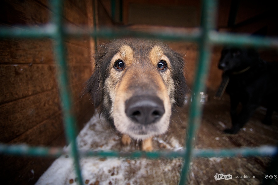 Кожуховский приют для животных. © Антон Белицкий/Ridus.ru