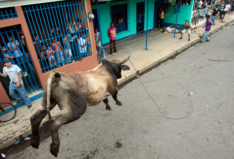 Празднующие горожане дразнят быка. © Oswaldo Rivas/REUTERS