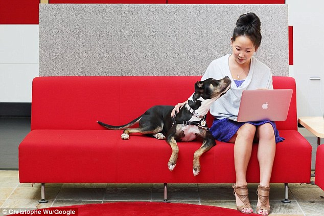 Working dog: Employees are allowed to bring their pets to the office 