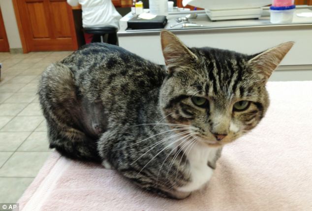 Feline much better: The cat, who has been named Norman, is now recovering after the surgeries