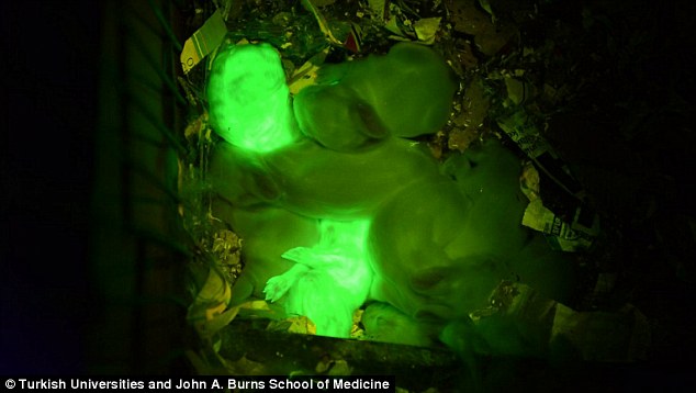Glowing: Scientists have created two rabbits that glow in the dark
