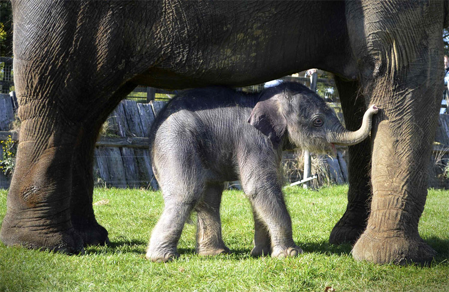 Слоненок двух дней от роду и его мама Азиза в британском зоопарке Уипснейд. При рождении слоненок весил 104 килограмма, имя ему пока не дали. © ZSL Whipsnade Zoo/Reuters