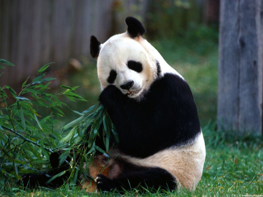 Панда кушает бамбук. Фото с сайта mi9.com