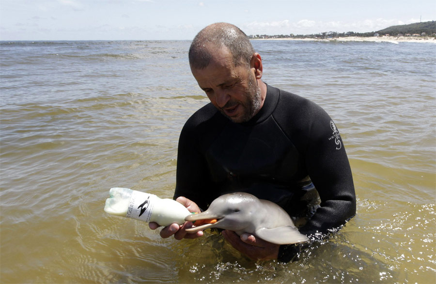 Глава общественной организации «S.O.S Rescate Fauna Marina» Ричард Тесоре кормит новорожденного ла-платского дельфина, найденного на берегу неподалеку от Монтевидео. © Andres Stapff/Reuters