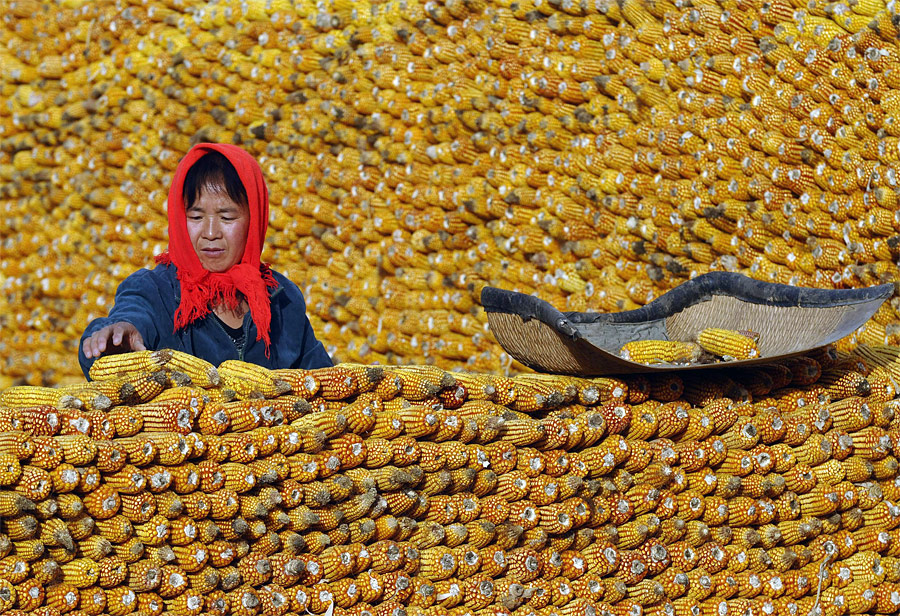 Китайский фермер складывает кукурузу у своего дома в Чаньчжи. © Reuters/Stringer