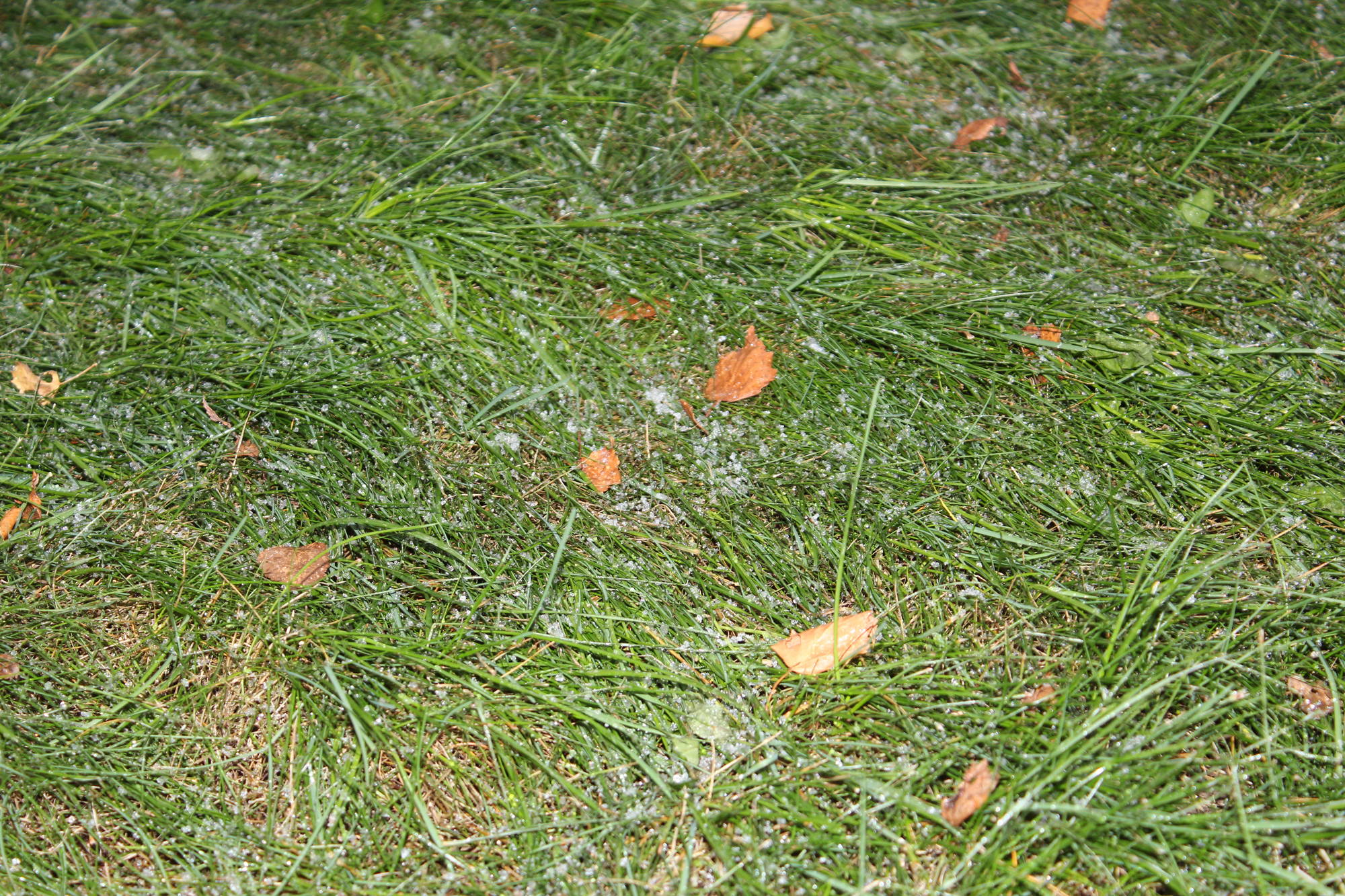 Снег на траве artmisa.livejournal.com
