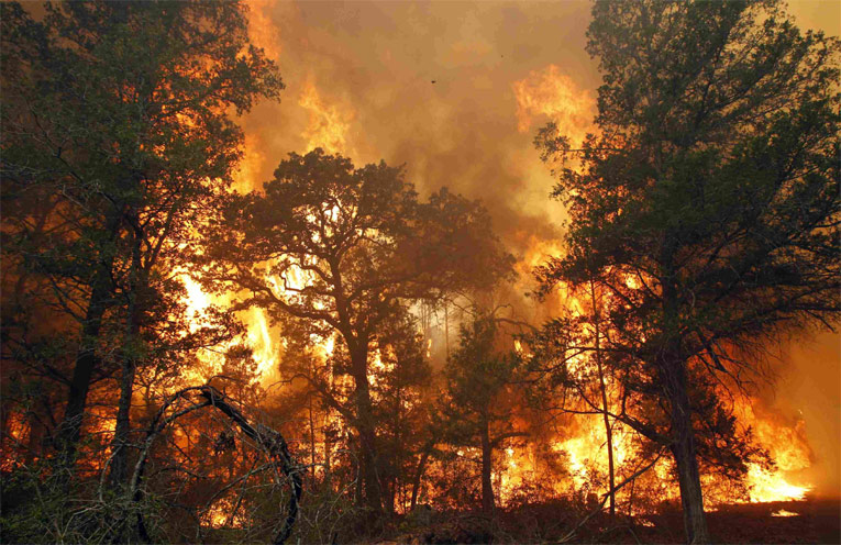 Лесной пожар. © REUTERS / Mike Stone