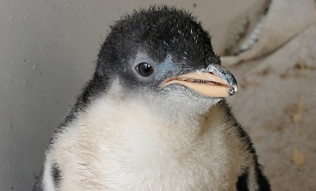 Маленький пингвин Центрального зоопарка Нью-Йорка. © chicks.centralparkzoo.com