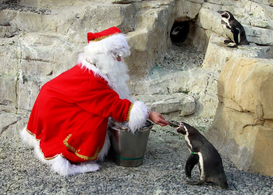 Женщина в костюме Санта-Клауса кормит перуанского пингвина во французском морском парке Маринлэнд. © Eric Gaillard/REUTERS