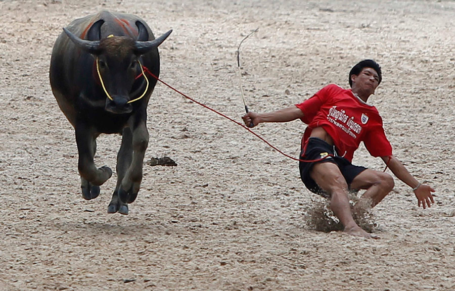 Во время гонки жокей падает с быка. © Chaiwat Subprasom/Reuters