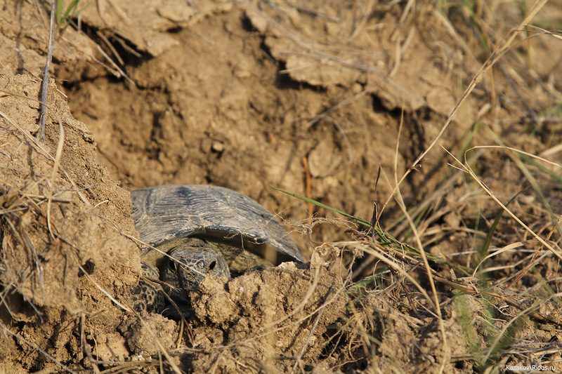 Черепаха в горячей точке © Пётр Казаков/Ridus.ru