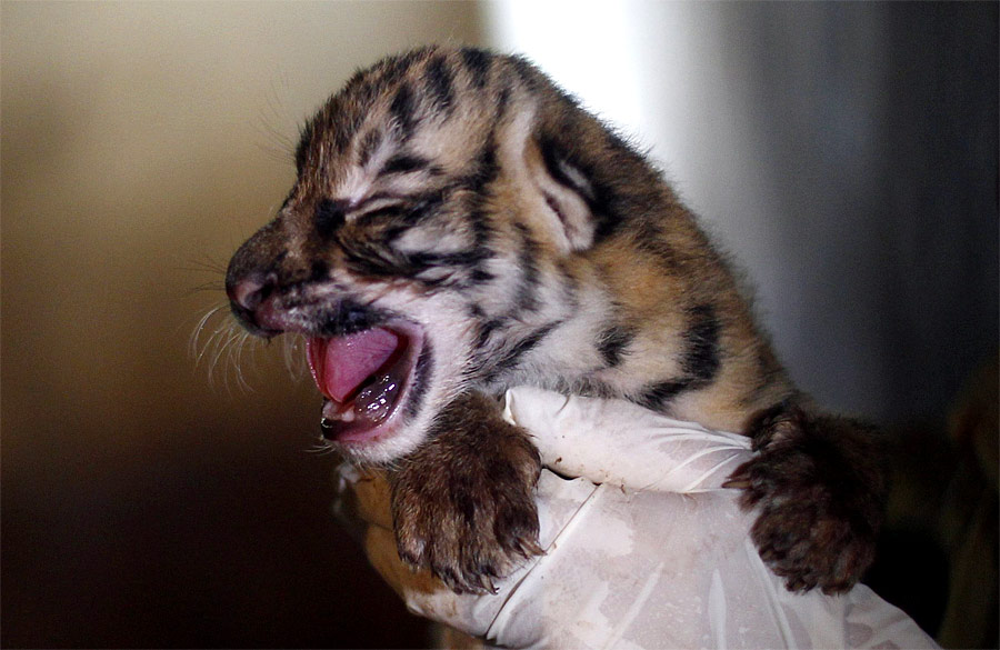 Новорожденный бенгальский тигренок в зоопарке Пуэрто-Вальярта, Мексика. © Carlos Jasso/Reuters