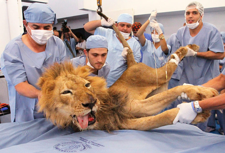 Двадцатилетнему льву Тайсону из зоопарка Санта Фэ лечат зубы. © Albeiro Lopera/Reuters